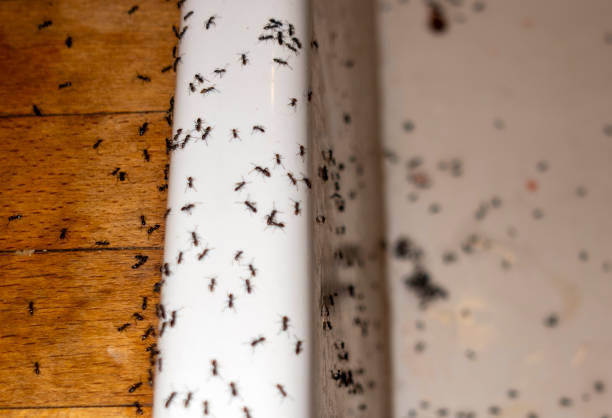 Best Local Pest Control Services  in Rochester Institute Of Technology, NY