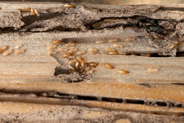 Best Best Pest Control Companies  in Rochester Institute Of Technology, NY